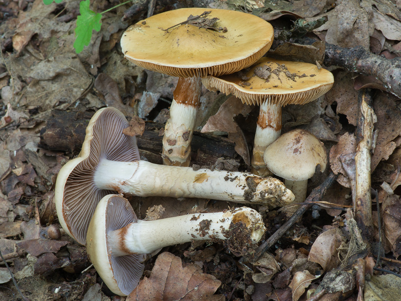 Cortinarius trivialis